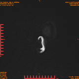 2026-04-15/Brain/AAHead Scout/0020-.png
