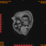 2026-04-15/Brain/AAHead Scout/0118-IM136.png